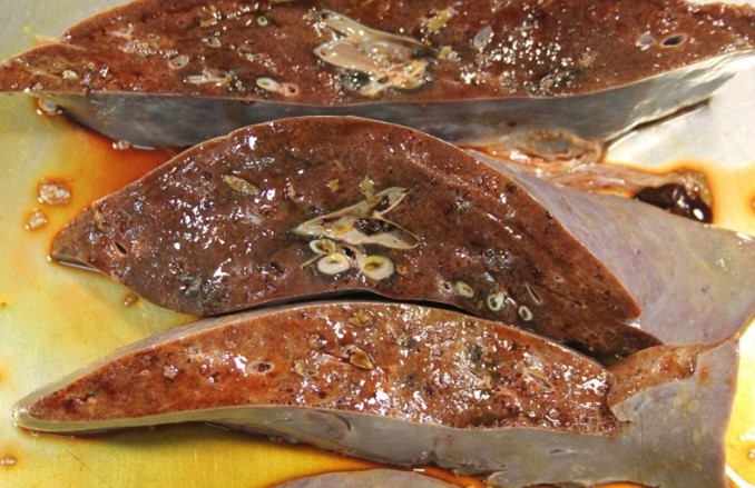 liver fluke cross section